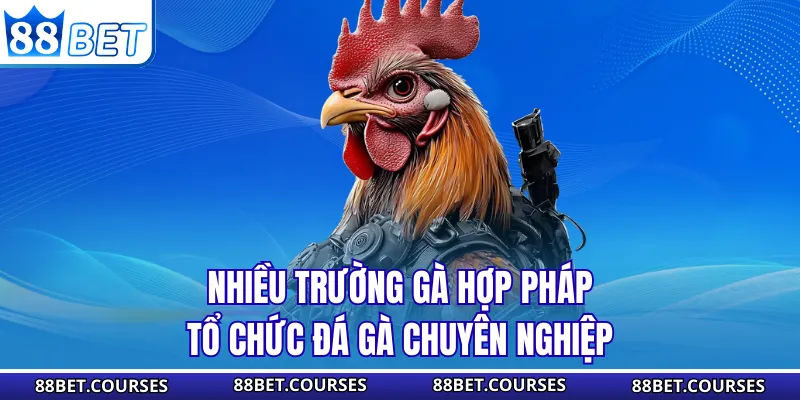 Nhiều trường gà hợp pháp tổ chức đá gà chuyên nghiệp